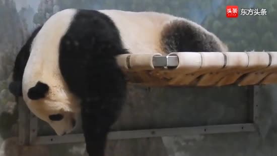 熊猫贝贝为了吃到好吃的，东翻西找累到瘫：我太难了！