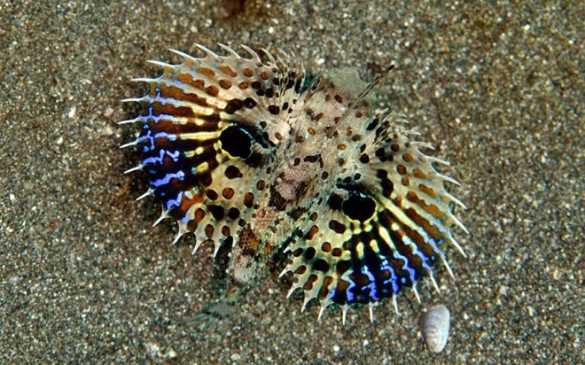 盘点颜色绚丽的海底神奇生物(2)