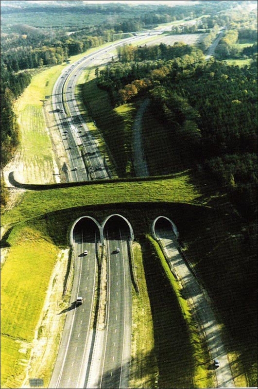 为了让迁徙的动物能够平安穿过高速公路，国外专门给动物搭起桥梁(1)