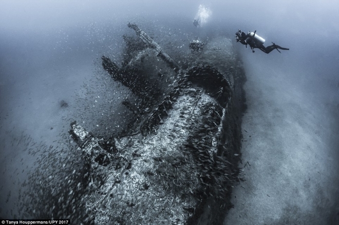 请跟随摄影师来欣赏那些你未知的海底世界，水下摄影大奖新鲜出炉(4)