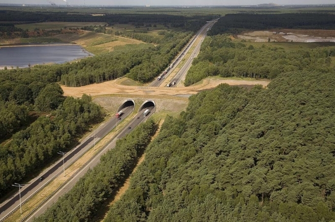 为了让迁徙的动物能够平安穿过高速公路，国外专门给动物搭起桥梁(4)
