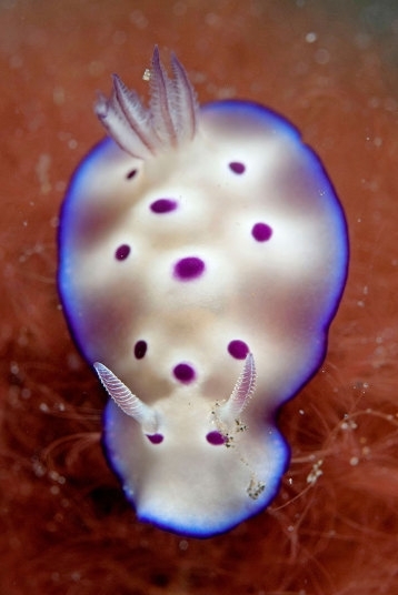 盘点颜色绚丽的海底神奇生物(3)