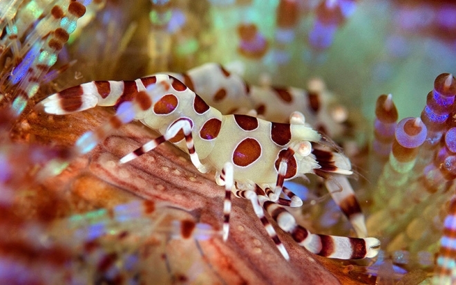 盘点颜色绚丽的海底神奇生物(4)