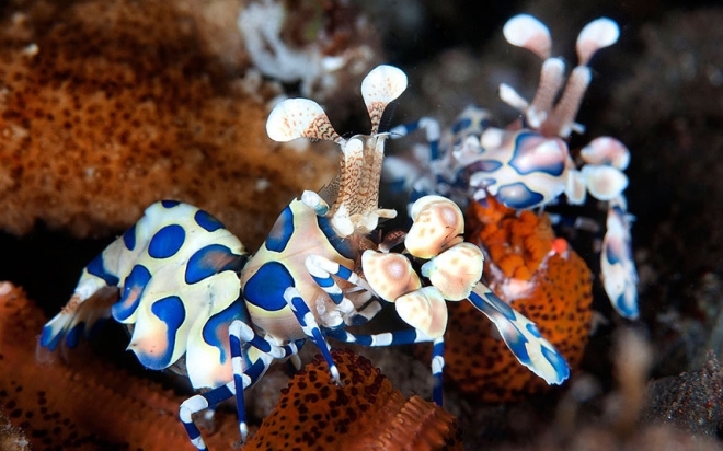 盘点颜色绚丽的海底神奇生物(6)