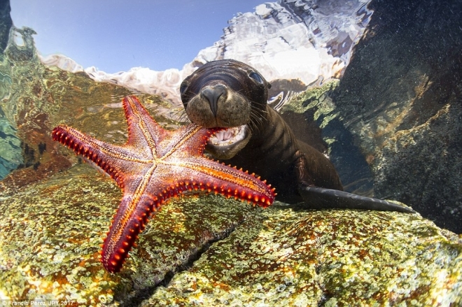 请跟随摄影师来欣赏那些你未知的海底世界，水下摄影大奖新鲜出炉(1)
