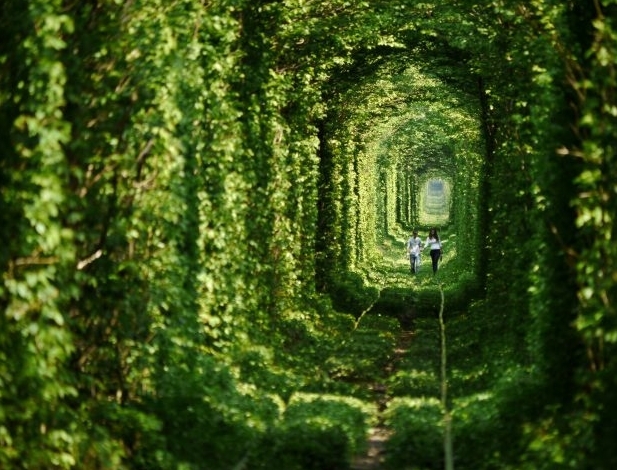 不到两公里的绿森林隧道，成欧洲情侣求爱圣地(1)