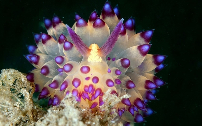 盘点颜色绚丽的海底神奇生物(1)