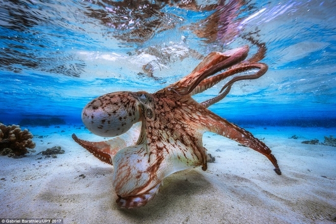 请跟随摄影师来欣赏那些你未知的海底世界，水下摄影大奖新鲜出炉(2)