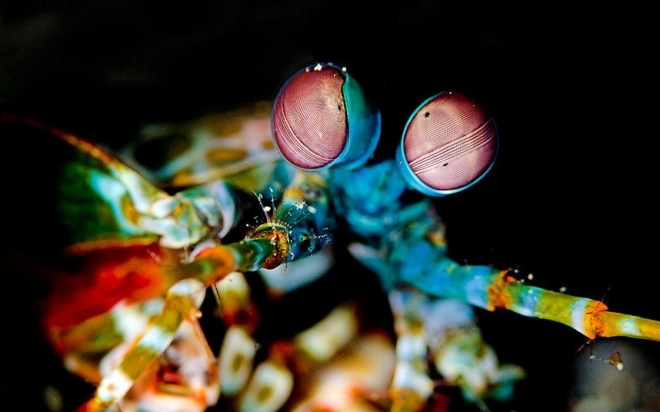 盘点颜色绚丽的海底神奇生物(5)